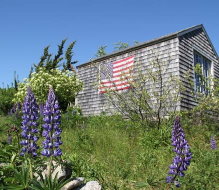 American-flag-lupine9c